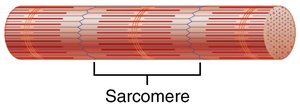 Sarcomere structure
