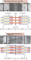 Sliding filament model of contraction