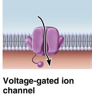 Voltage-gated ion channel