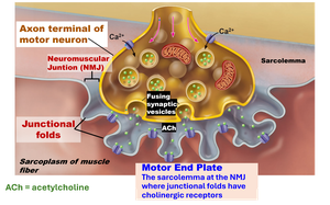Neuromuscular junction structure