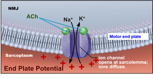 End plate potential at NMJ