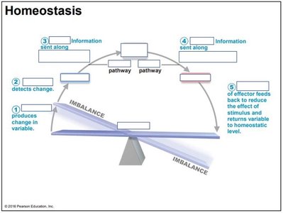 Homeostatic control diagram