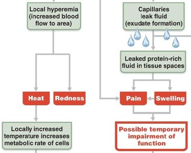 Inflammation signs