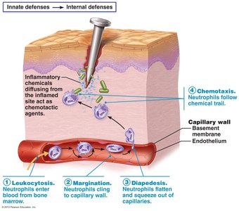 Phagocyte mobilization