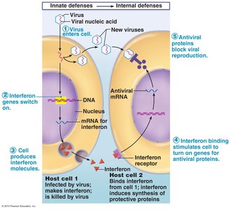Interferon mechanism