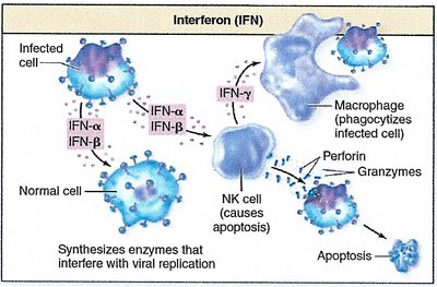 Interferon and NK cell activation