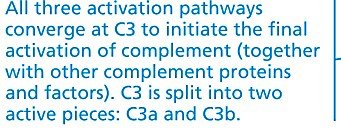Complement activation and opsonization