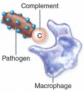 Complement opsonization