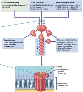 Complement opsonization
