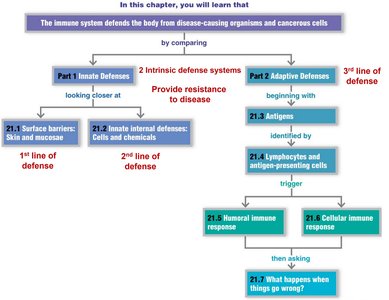 Immune system defense flowchart