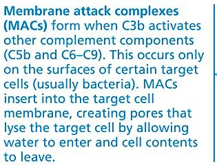 Complement opsonization