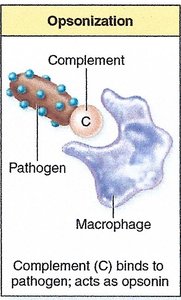 Complement opsonization