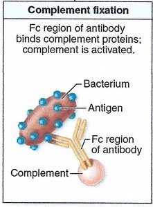Complement opsonization