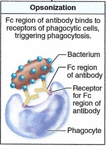 Complement opsonization