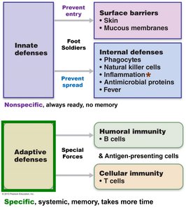 Innate vs adaptive defenses table