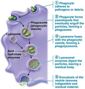 Phagocytosis steps