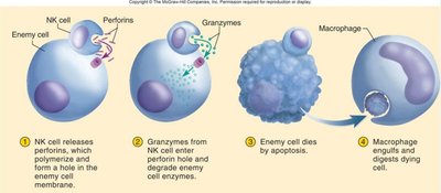 NK cell mechanism