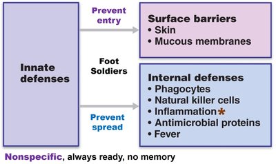 Innate vs adaptive defenses table