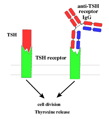 Autoimmune stimulation of TSH receptor in Graves' disease