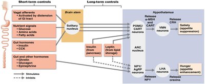 Short-term and long-term controls of appetite