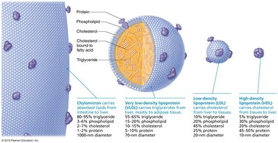 Composition and function of lipoproteins