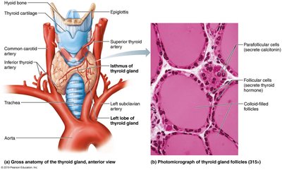 Gross anatomy and histology of the thyroid gland