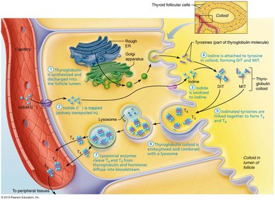 Synthesis of thyroid hormone