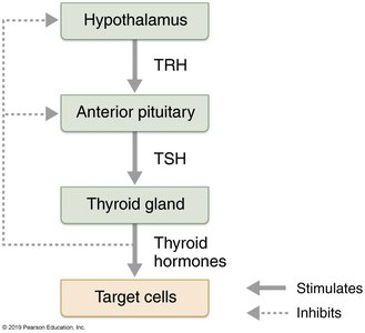 Three-tiered regulation of thyroid hormone secretion