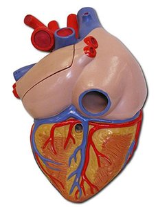 Systemic circuit: left ventricle and aorta