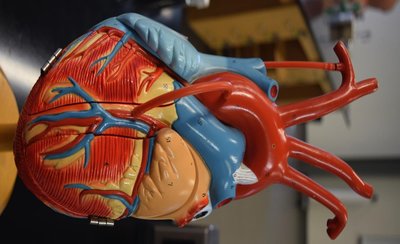Ascending aorta, aortic arch, and descending aorta