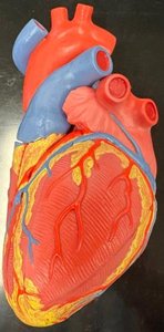 Heart model showing external features and coronary vessels