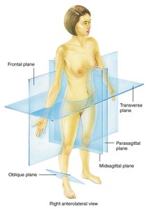 Body planes with anatomical model