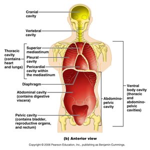 Dorsal and ventral body cavities