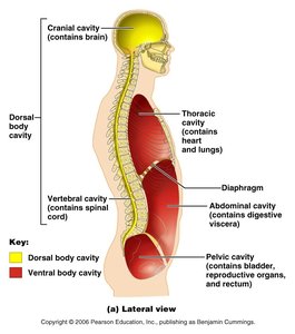 Abdominopelvic regions