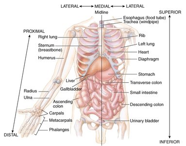 Directional terms on anatomical diagram