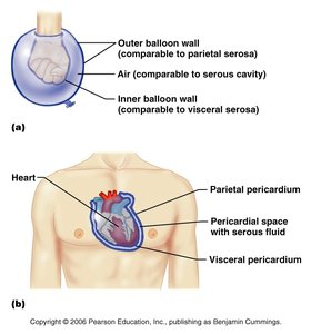 Parietal and visceral pericardium