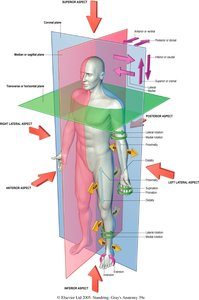 Body planes diagram