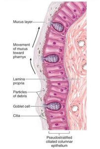Histology of tracheal epithelium
