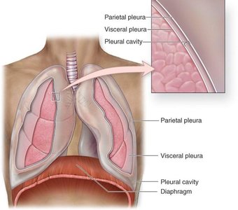 Pleura and lung anatomy