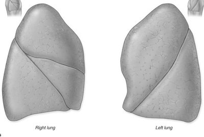 Right and left lung lobes