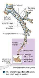 Branching pattern of bronchi