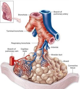 Pulmonary lobule structure