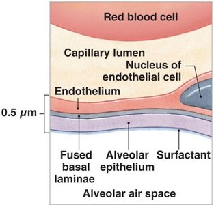 Alveolar structure