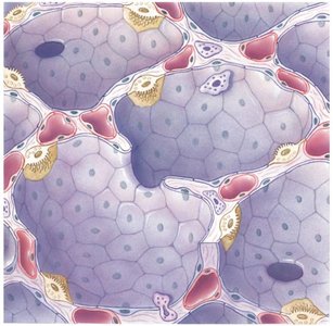 Respiratory membrane layers