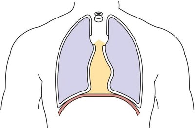 Overview of respiratory processes