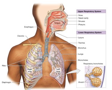 Anatomy of the respiratory system
