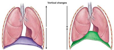 Ventilation during inspiration
