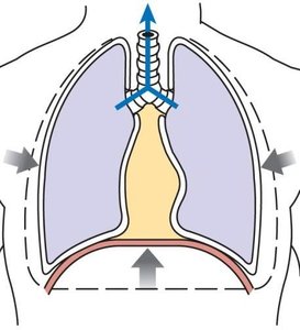 Respiratory muscles
