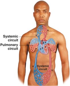 Gas exchange in alveolus