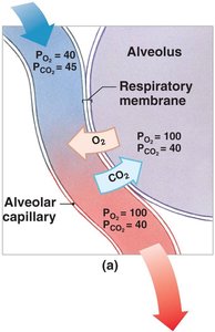 Gas exchange in tissues